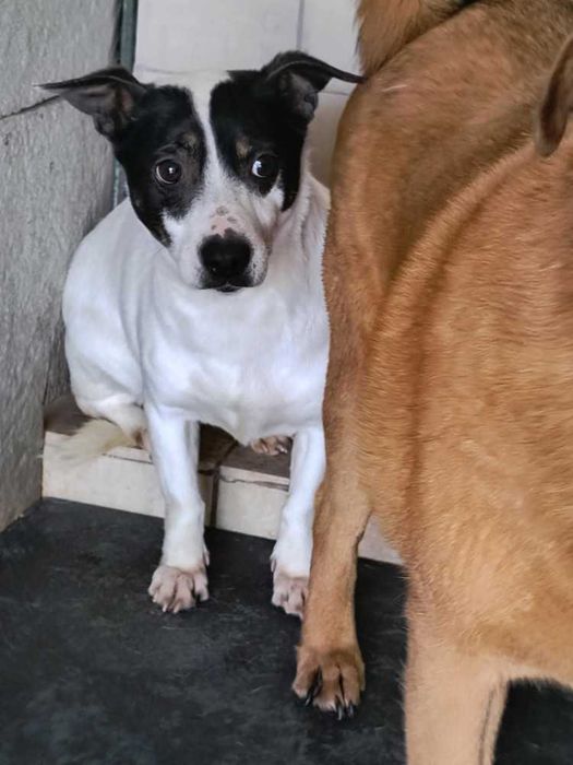 587354 Hola tylko odpowiedzialna adopcja