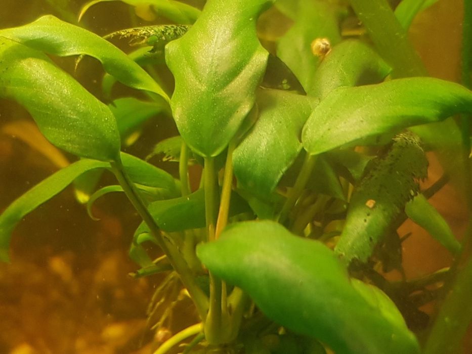 Rośliny akwariowe. Anubias dwie odmiany  ,