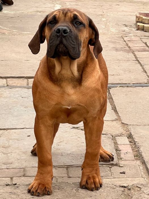 продам щенков бурбуль Африканский мастино 5 месяцев родословные ФЦИ