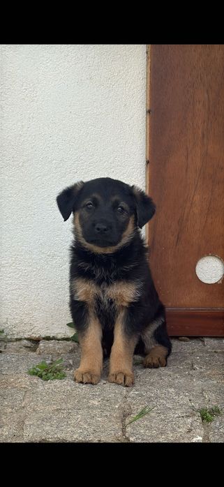 Cadela para adoção