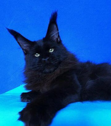 Домашня Пантера, кошенята Мейн кун