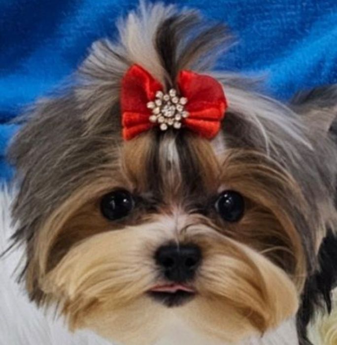 Maleńki 1200kg!!! śliczny, energiczny i wyjątkowy  chłopczyk Biewer