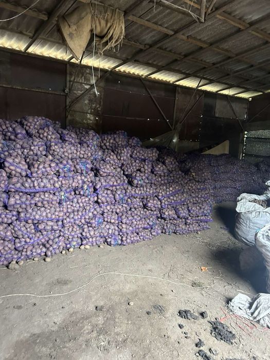 Продам картоплю моркву буряк червоний капуста