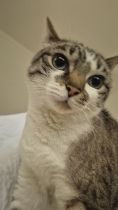 Gatas para adoção