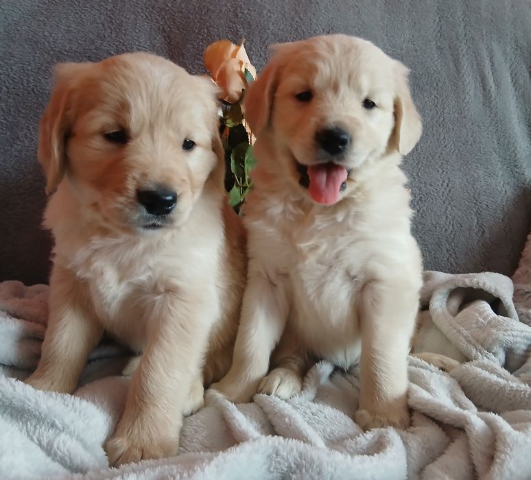 Golden Retriever z rodowodem