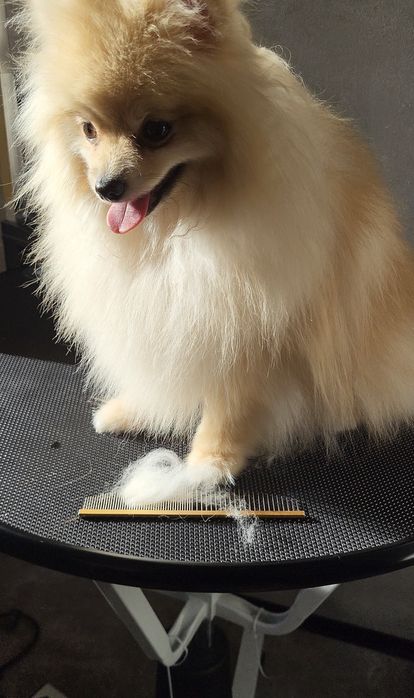 Вигул собак Дресирування Зооняня Кінолог Оболонь Мінська Київ