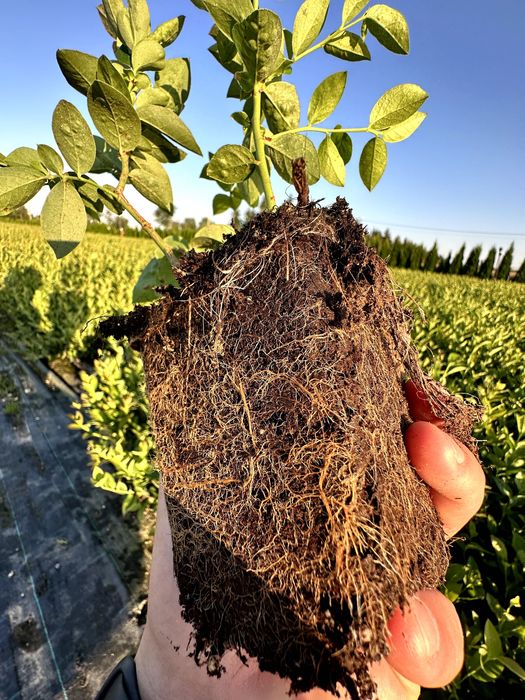 Sadzonki borówki wysokiej "amerykańskiej" P9 CAC paszporty