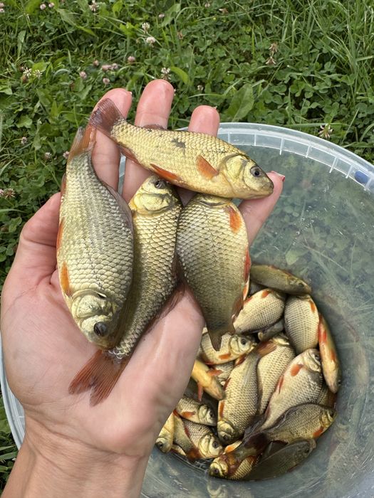 Карась з власноі водойми