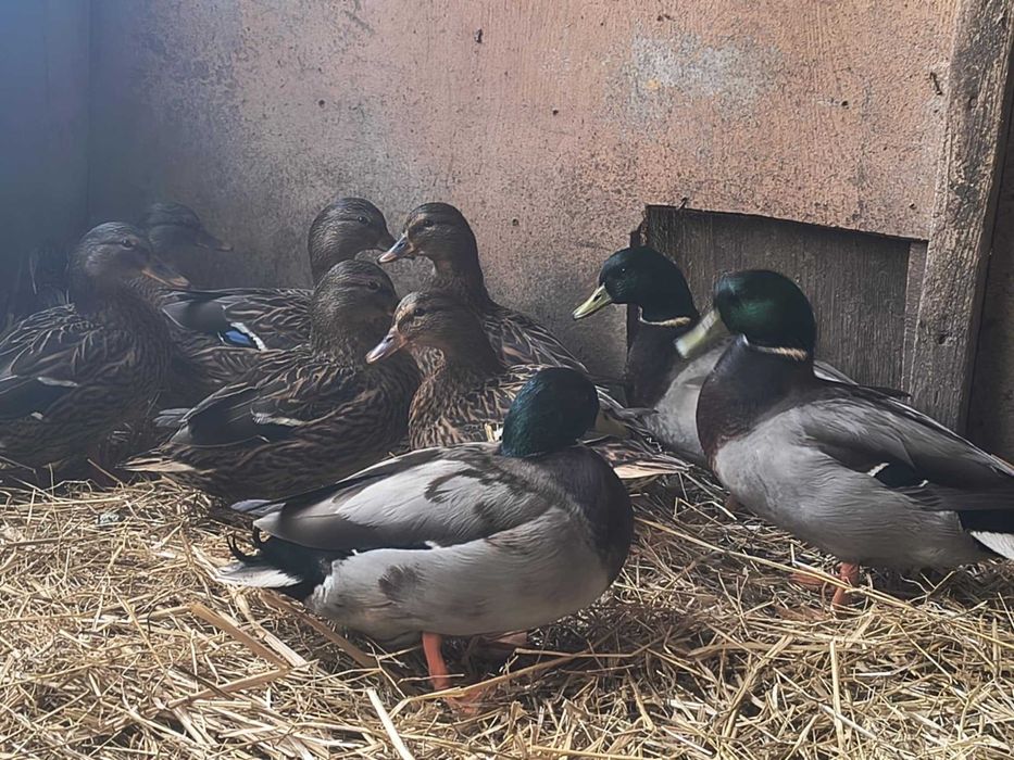 Sprzedam kaczki call duck