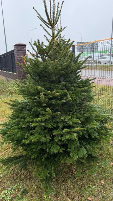 Choinki PREMIUM Gęste rondo w Debe -hurt/Detal 80 zł