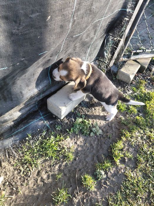 Śliczny szczeniak rasy beagle promocja świąteczna