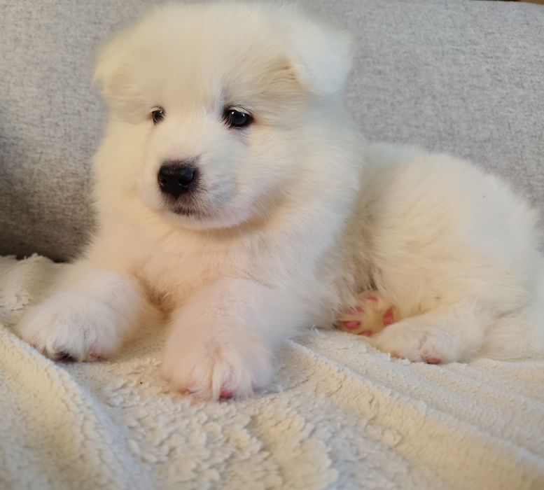 Samoyed szczenię ZKwP FCI