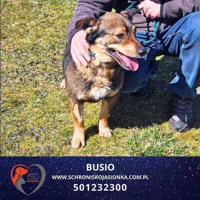 Busio -Do adopcji