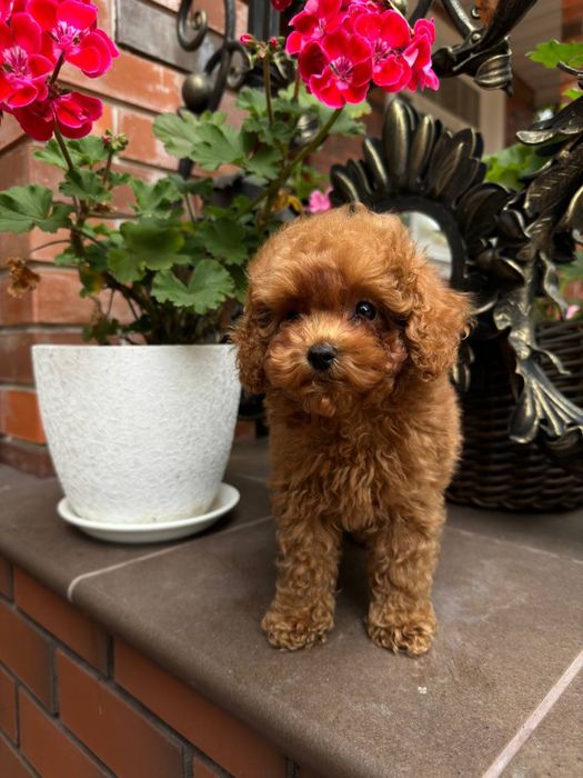 Мальтиау мені F1 -F2