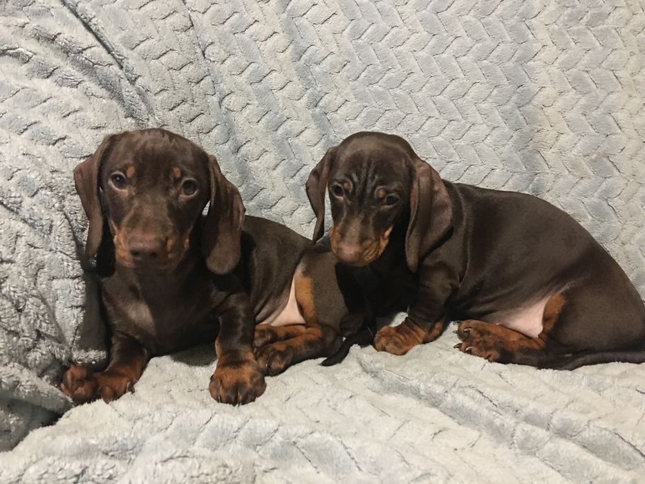 Щенки  Таксы