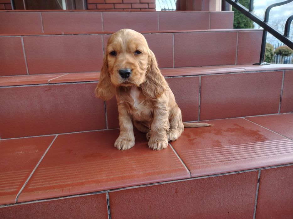 Cocker Spaniel piesek