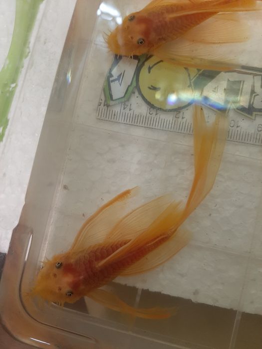 Анциструс L-144 Gold/ Производители L-144 Gold вуаль и обычные/номерны