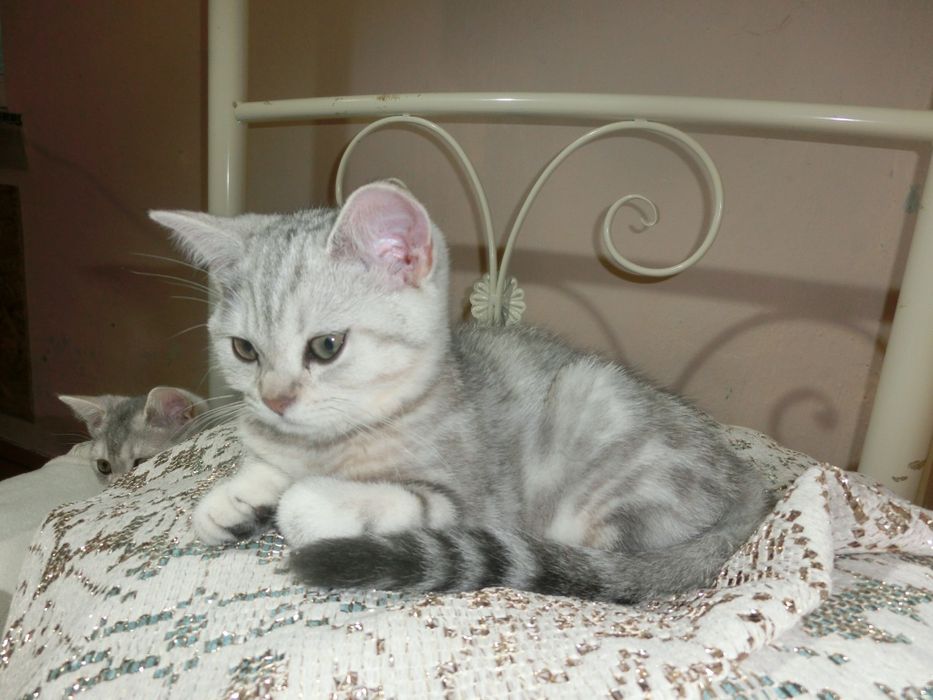 Чистокровні шотландські котята