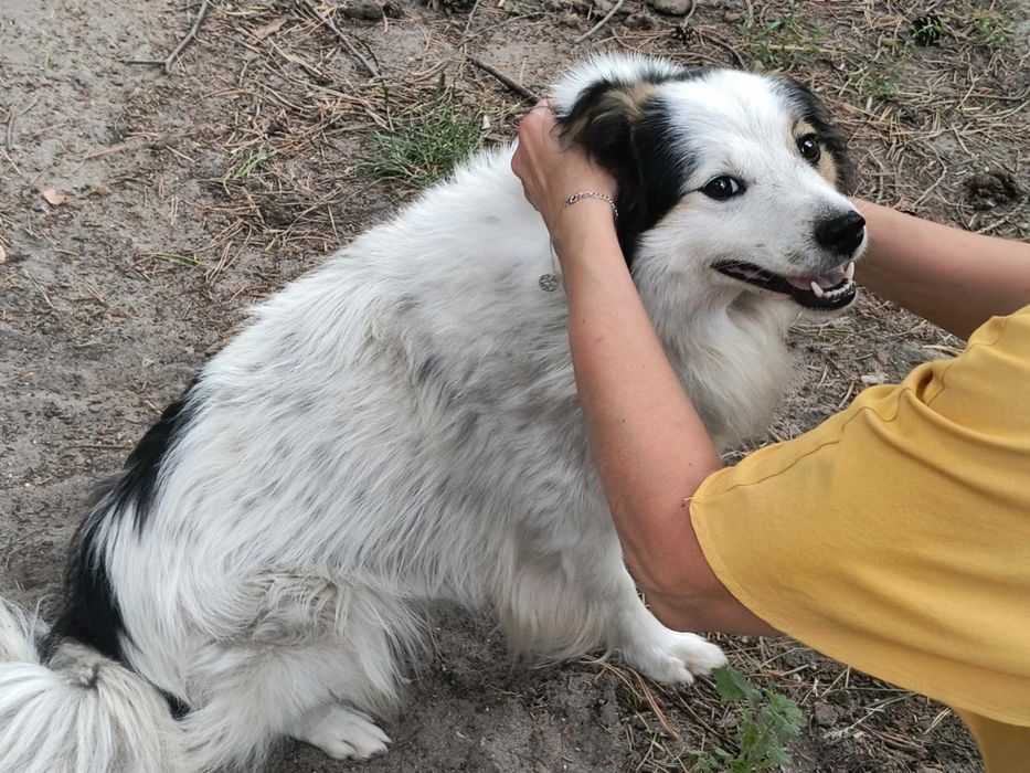 Lokuś po śmierci pana szuka domu