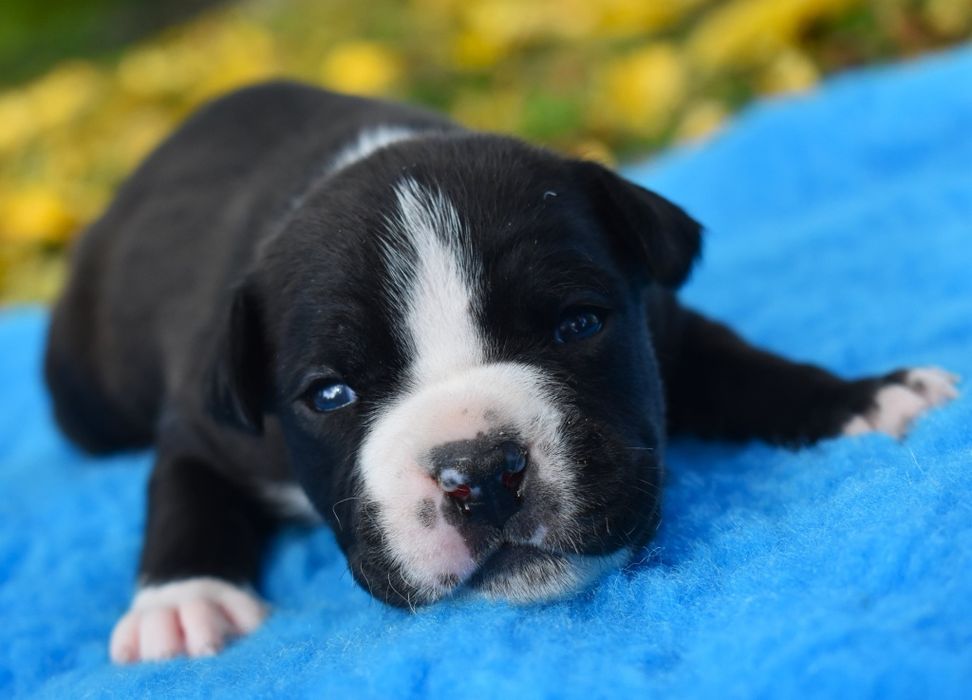 Amstaffy FCI Zkwp American Staffordshire Terrier Night Warrior