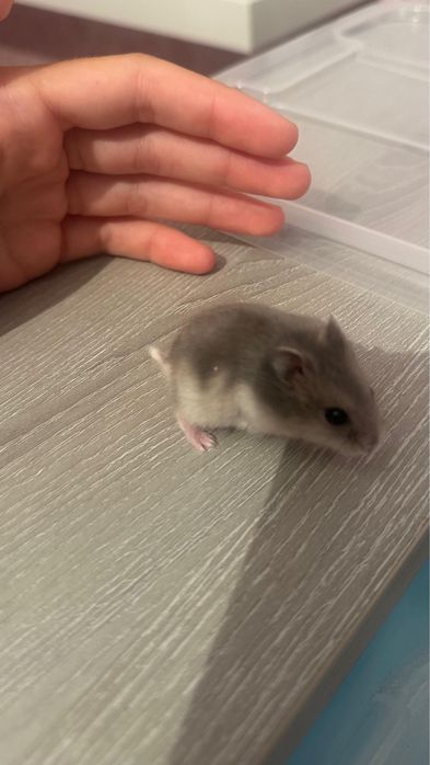 Hamster Russo Bebé