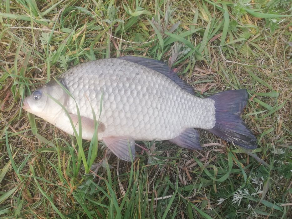 Żywiec żywy karaś, bękart, japoniec 8-14 cm