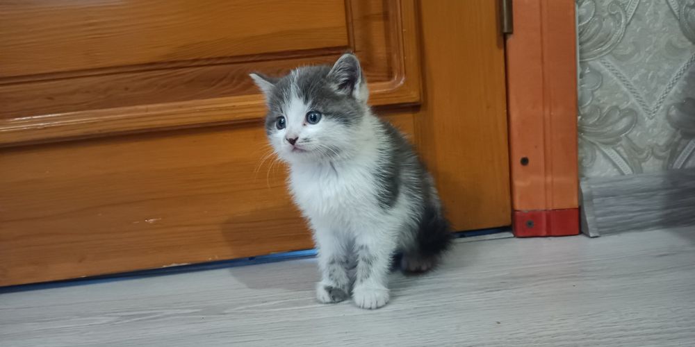 Віддамо кошенят,