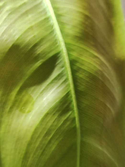 Philodendron Patriciae