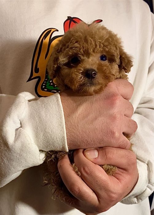 Кучеряшки мини мишки мальтипу / той пудель