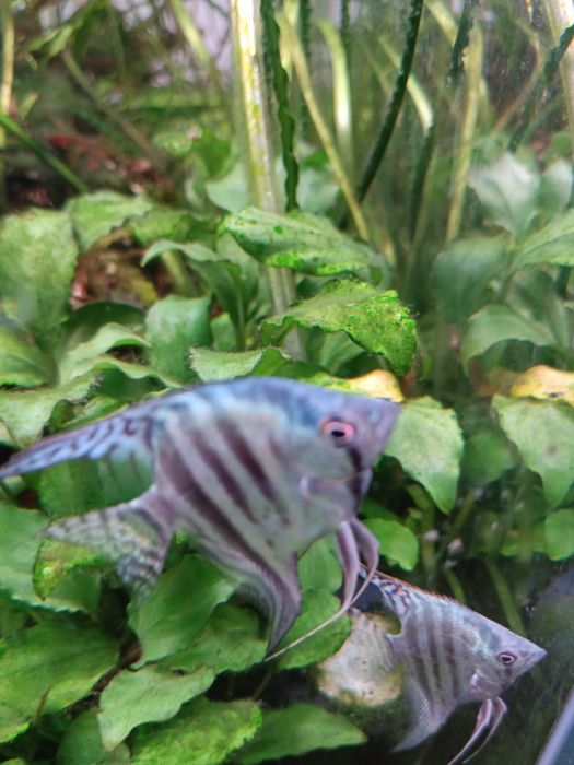 Skalar blue zebra Kraków (Swoszowice)