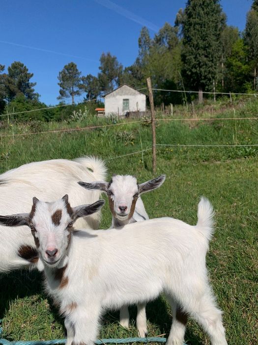 Cabritos raça ana