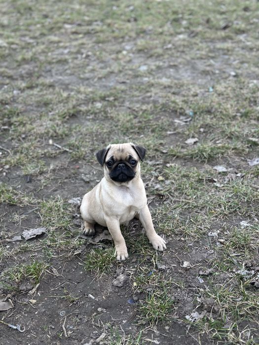 Девочка ( мопса )