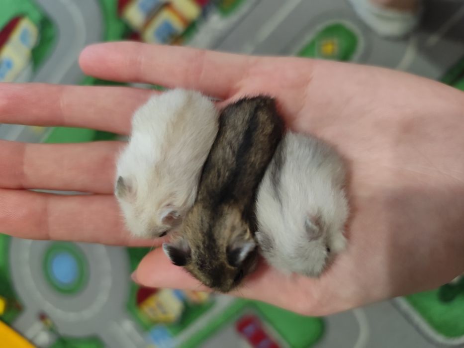 Джунгарские хомячки 1 месяц