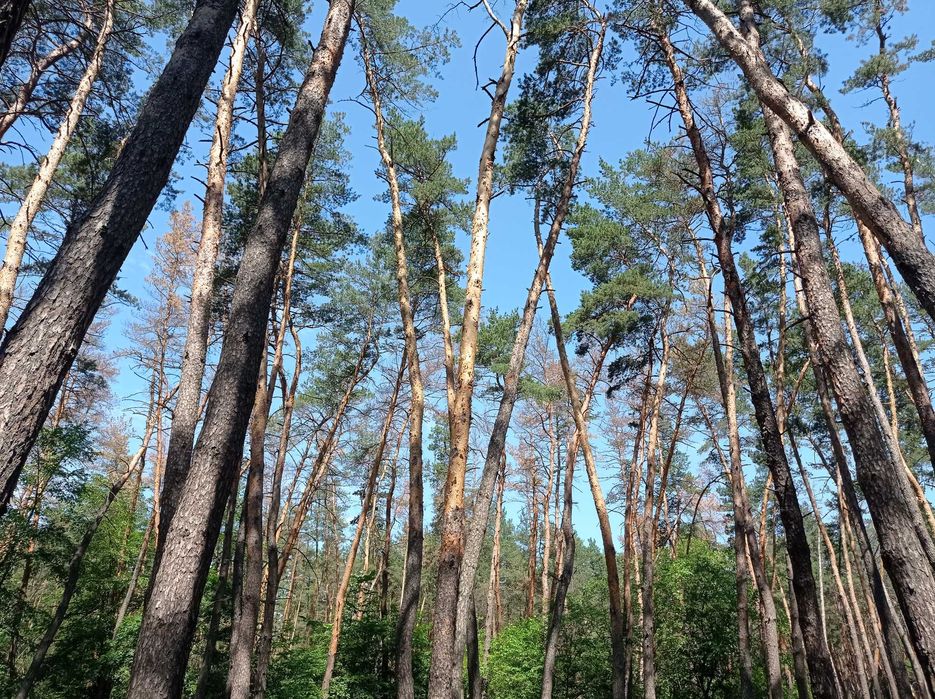 Дом в Орловщине , лес , река