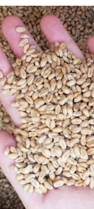 Продам пшеницю, та овес урожай 2025