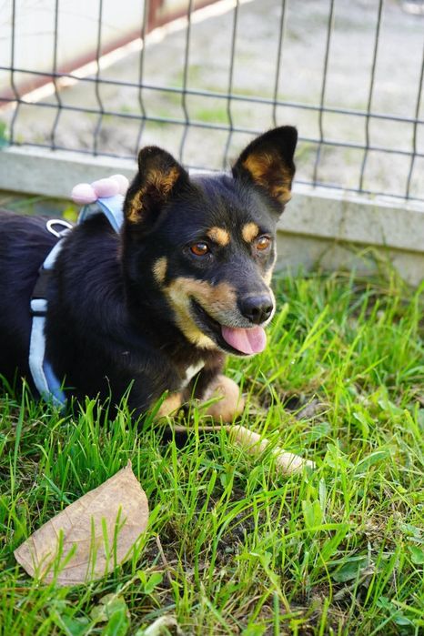 Suczka do adopcji