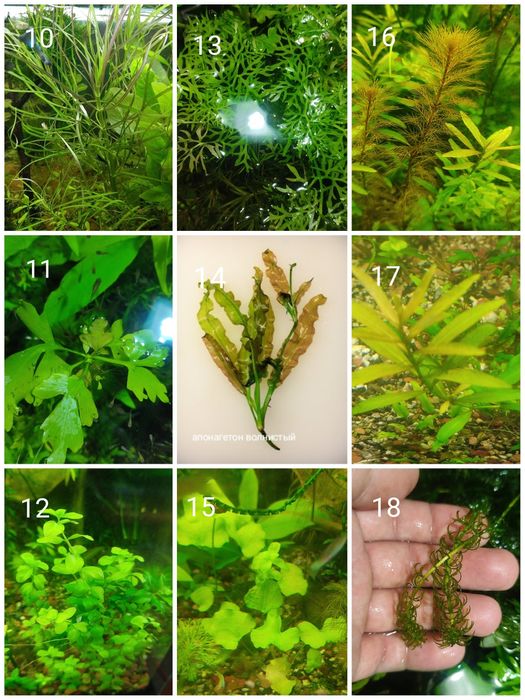 Акваріумні рослини