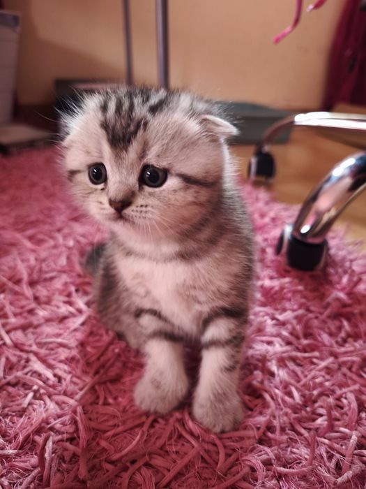 Gato Scottish Fold