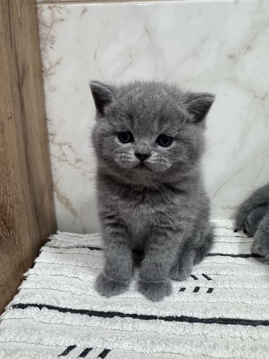 Шотладське кошеня