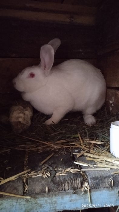 Продам,  велику , гарну кролишку