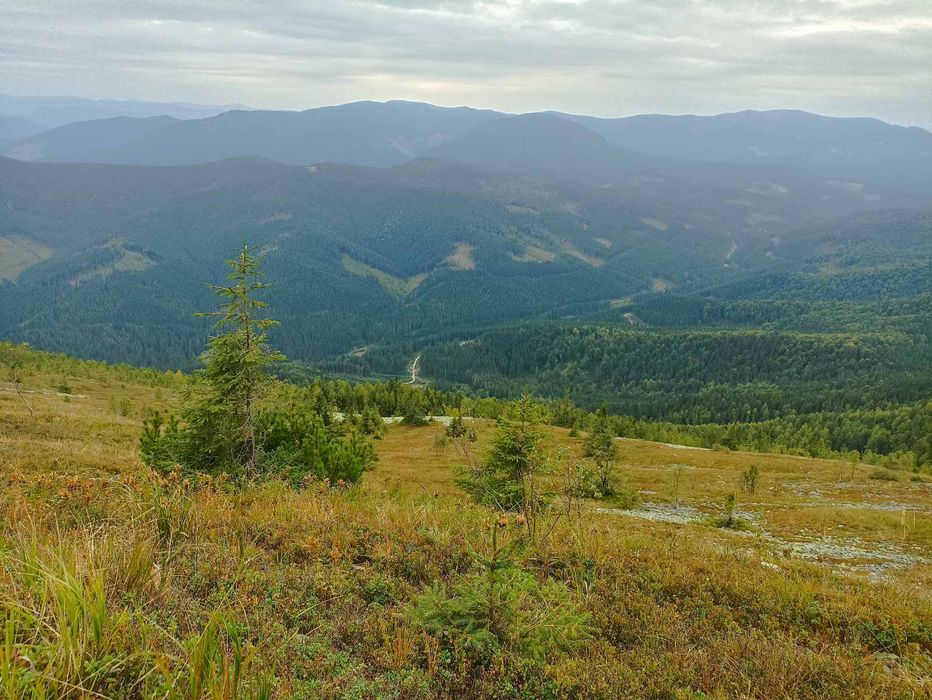 Ісландських мох з Карпат