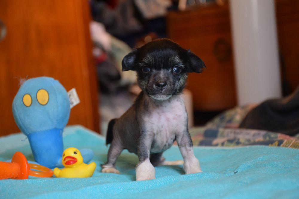 Chinese Crested Dog Hairless