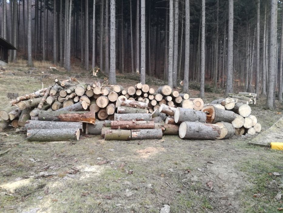 Wycinka Korekcja Drzew