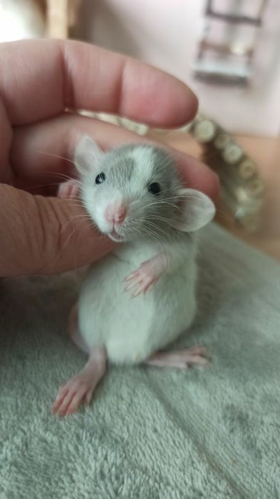 Криса дамбо хлопчик, пацюк