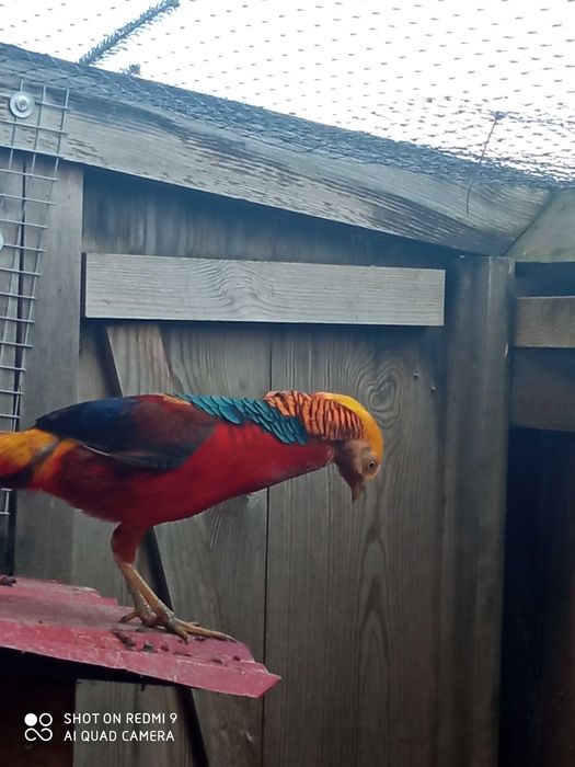 Bażanty różne rodzaje