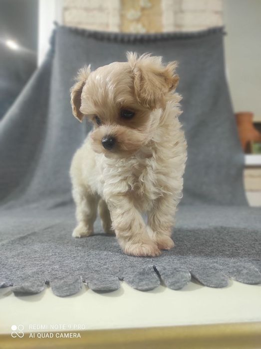 Мальтипу модный дизайнерский мальчик и девочка