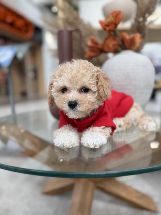 Цуценятка мальтипу ф1 чіп