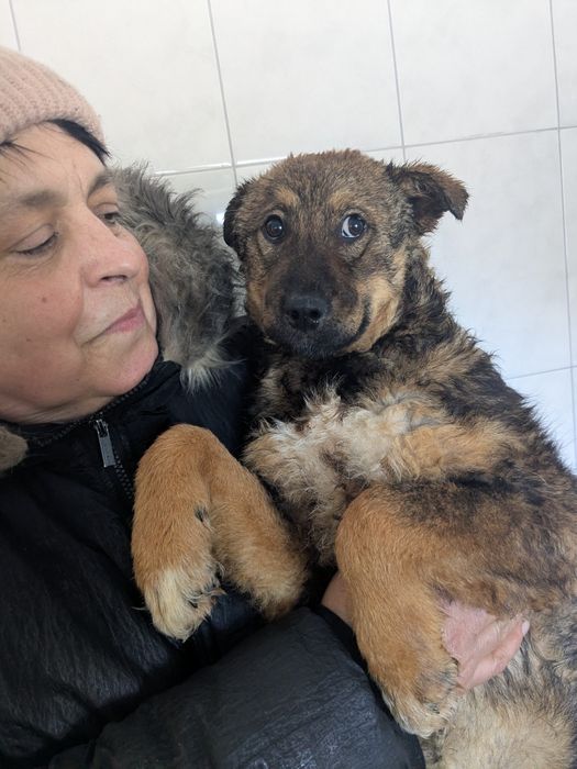 Щеня Стася шукає родину