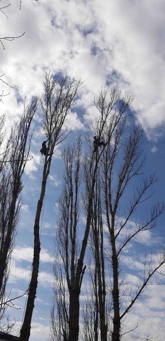 Спил дерев|Зрізання дерев|Корчування пнів|Видалення дерев|Обрізка саду