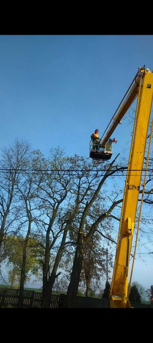 Wycinka drzew, pielęgnacje ogrodów